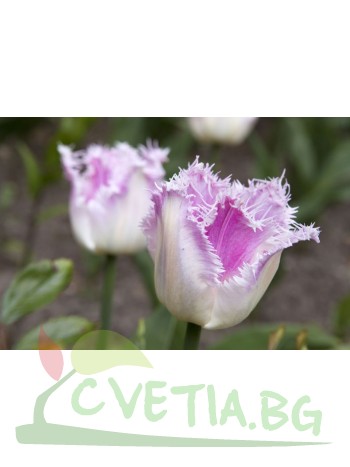  Лале (Tulipa 'Oviedo ') T173